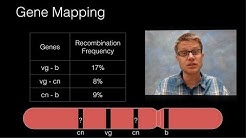 Genetic Recombination and Gene Mapping